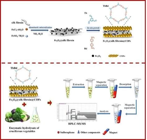 中国农业科学院蔬菜花卉研究所质量与安全课题组研究构建十字花科蔬菜中萝卜硫素识别分离新方法 行业资讯 实验与分析