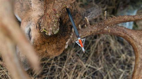 Best Broadheads for Deer Hunting - Montana Decoy