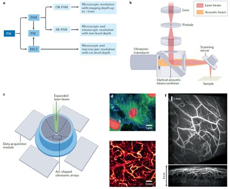 Top Biomedical Science On Twitter The Emerging Role Of Photoacoustic