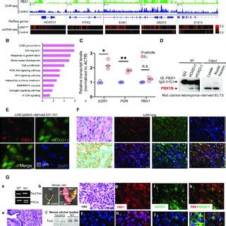 Integrative Analyses Of Pbx Chip Seq And Scrna Seq Identified