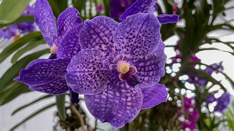 Orchid Definition Flowers And Facts Britannica