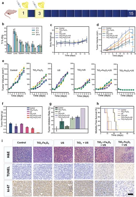 In Vivo Synergistic Sdt Cdt For Tumor Eradication A In Vivo Download Scientific Diagram