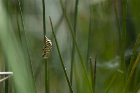 Chrysalide Damier De La Succise Euphydryas Aurinia Flickr