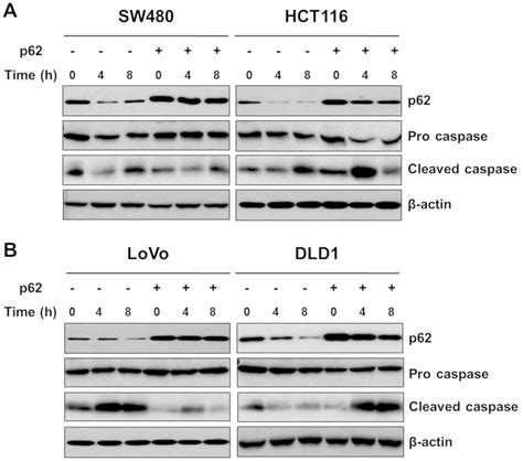 P62 Manipulation Affects Chlorin E6‑mediated Photodynamic Therapy