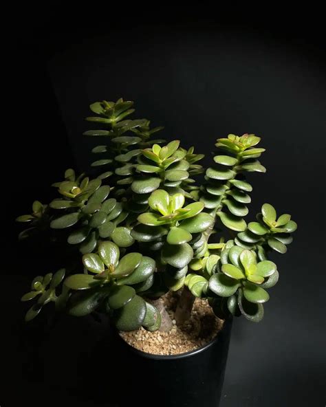 The Ultimate Guide To The Money Tree Succulent Care Significance And