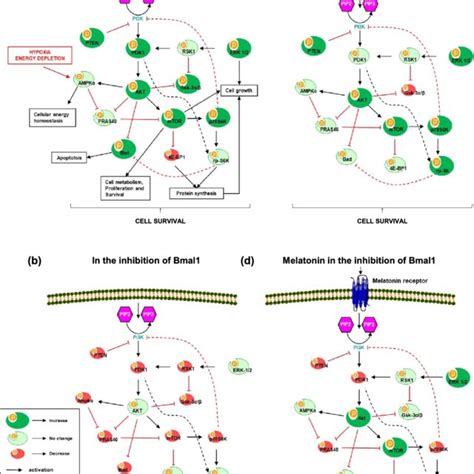 Regulation of PI3K/AKT signaling pathways. PI3K/AKT is an intracellular ... 