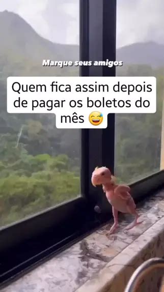 Filhote De Papagaio Lindo Fofo Papagaio Preocupado Depois Separacao