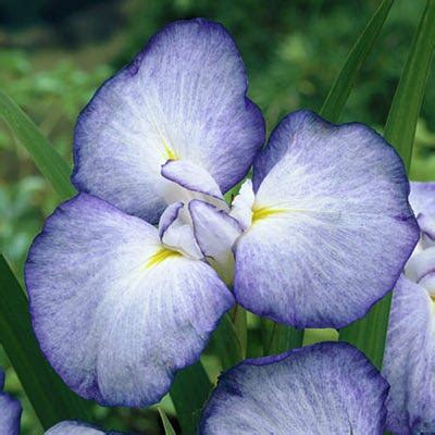 Iris Ensata Gracieuse Blue Sky Nursery