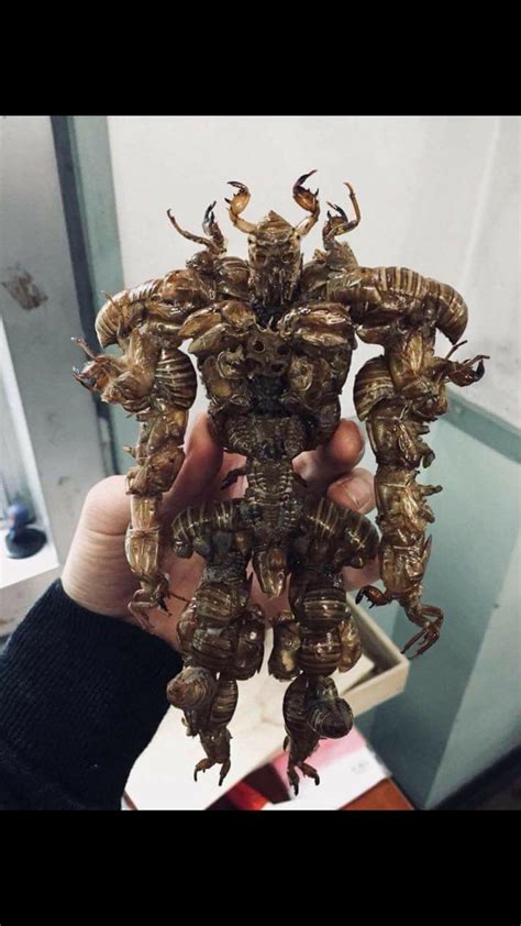 The Cicada Suit Rcreepy