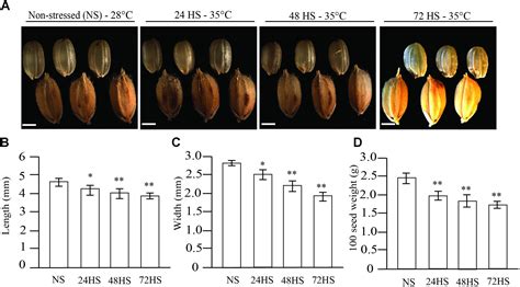 Frontiers Transient Heat Stress During Early Seed Development Primes