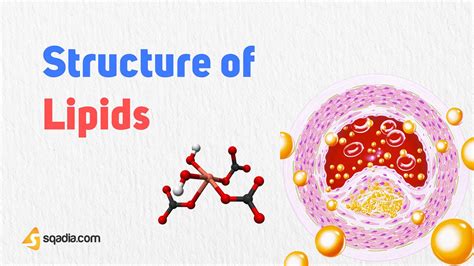 Structure of Lipids