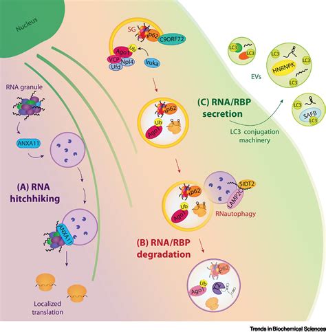 The Autophagyrna Interplay Degradation And Beyond Trends In