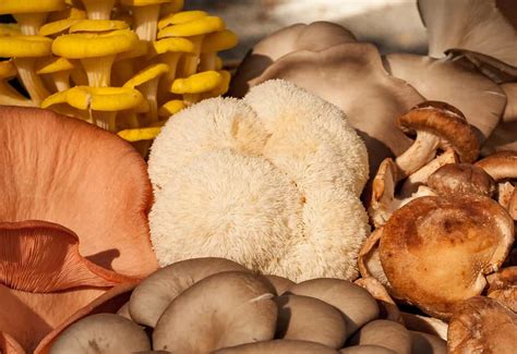 Exploring Nootropic Mushrooms’ Traditional Uses In Herbal Medicine By Uniquenoo Tropics May