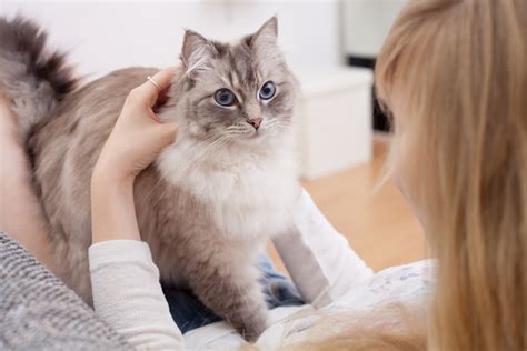 How Long Do Ragdoll Cats Live Vet Verified Average Lifespan Data And Facts Catster