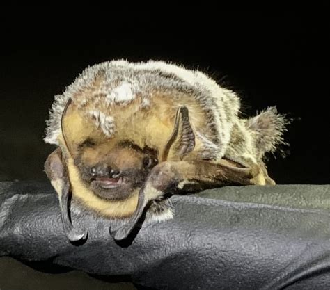 Hoary Bat From Wetlands Park Friends Las Vegas NV US On May 9 2023