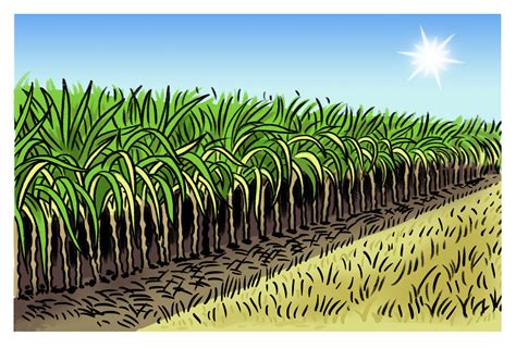 Sugar Cane Farm Clipart Pictures