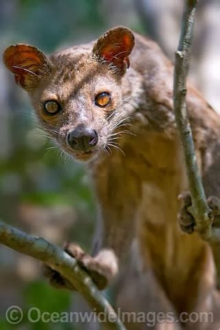 Alli's Alley: Wildlife Wednesday: The Fossa