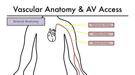 Hemodialysis Access Vascular Anatomy Av Access Youtube