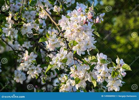 Blossoming Apple Tree Stock Photos Download 23203 Royalty Free Photos