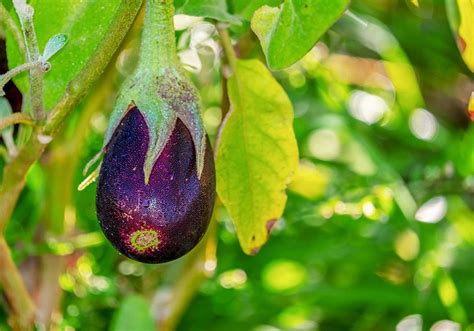 Growing Eggplants A Complete Guide On How To Plant Grow And Harvest Eggplants Growing