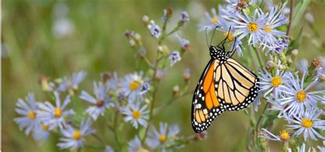 Insektensterben Verhindern Tipps Was Du Tun Kannst Utopia De