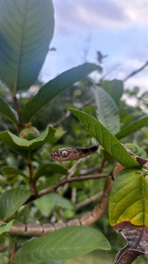 Common Blunt headed Tree Snake from Abraão RJ Brasil on November 30