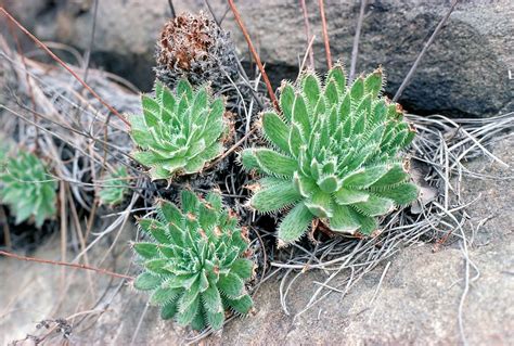 Historia Natural De La Macaronesia