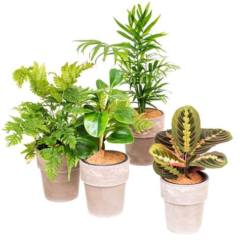 Tropi Co Pet Friendly Plant Collection 4 Pack With Pots CLAY11 D PET