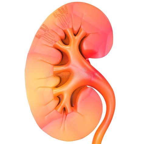 Menschliche Nierenanatomie Des Urin Systems Der Inneren Organe Stock