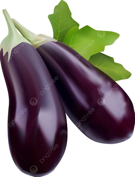 Eggplant Illustration Vector Vegetables Food Eggplant PNG And Vector