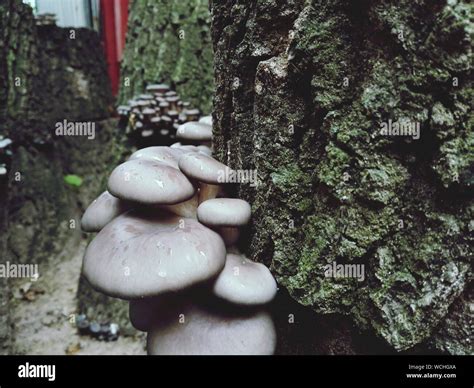 Fungus Growing On Rocks High Resolution Stock Photography And Images