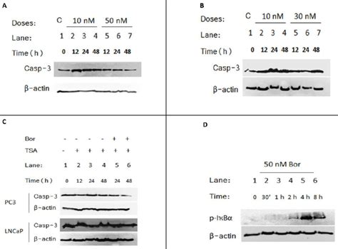 Analysis Of Effects Of Bortezomib And Trichostatin A Tsa Treatment On