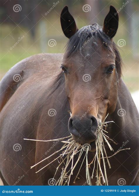 Horse Eating Hay At Sunset Royalty-Free Stock Photography | CartoonDealer.com #84901679