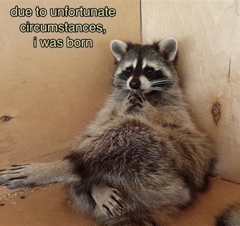 Bad luck. : r/Raccoons