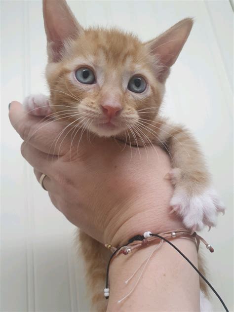 Ginger Kittens In Widnes Cheshire Gumtree