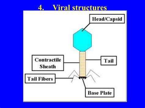 PPT BIODIVERSITY I BIOL 1051 What Are Viruses PowerPoint