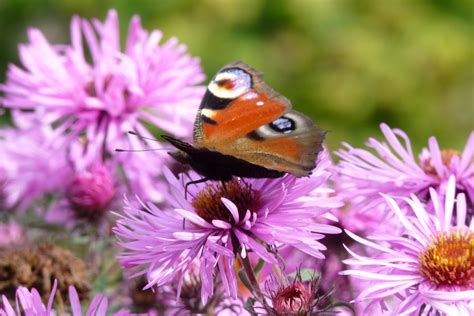 Aster Novae Angliae Barr S Pink Aster Herfstaster Bloemenpark