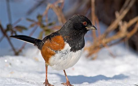 Eastern Towhee | Audubon Field Guide