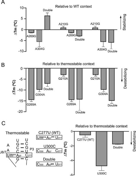 Synergistic Interactions Of A Pair Of Thermostable Mutations And A