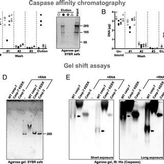 Caspase 7 S Exosite Binds Nucleic Acids A And B Binding Of RNA And