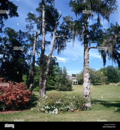 Trees In Garden Natchez National Historical Park Natchez Mississippi