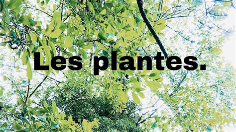 Les Plantes Youtube