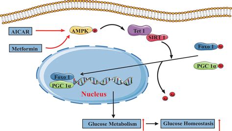 The Hepatic Ampk Tet Sirt Axis Regulates Glucose Homeostasis Elife