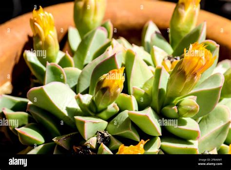 Beautiful Machairophyllum Brevifolium Cactus Plant In The Garden Stock