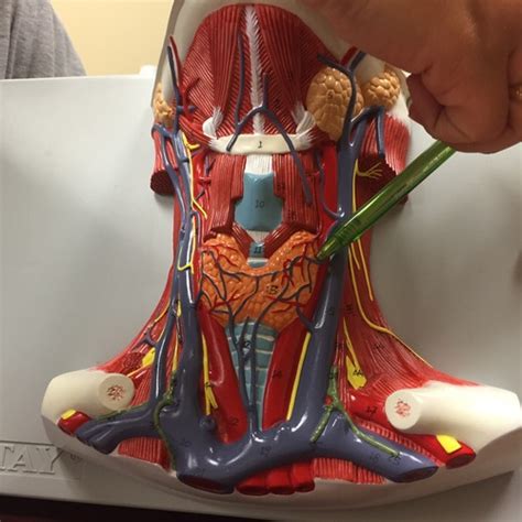 Thyroid Parathyroid Glands Flashcards Quizlet