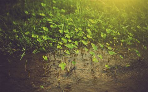 Hintergrundbilder Sonnenlicht Wald Blätter Wasser Natur