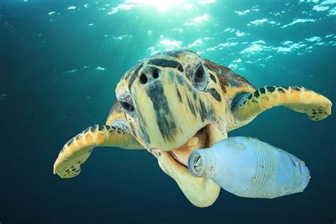 How Plastic Pollution is Affecting the Ocean Wildlife | Fauna marina, Tortugas marinas ...