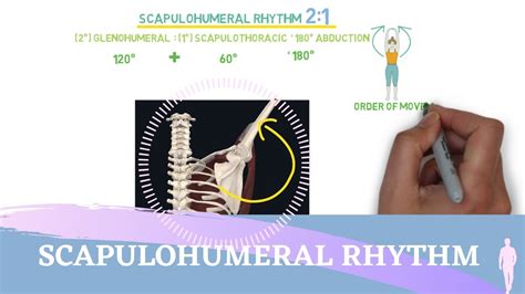 Scapulohumeral Rhythm Simple Animation I Shoulder Kinesiology Youtube