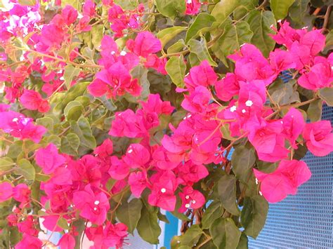 Bougainvillea Spectabilis Willd Plants Of The World Online Kew Science