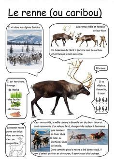 La Chasse Au Caribou